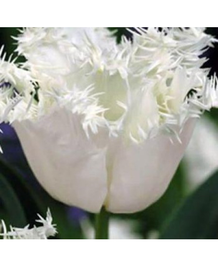 Тюльпан "Swan Wings" 3шт в упаковке Тюльпан "Swan Wings" 3шт в упаковке