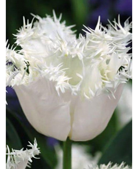 Тюльпан "Swan Wings" 3шт в упаковке Тюльпан "Swan Wings" 3шт в упаковке