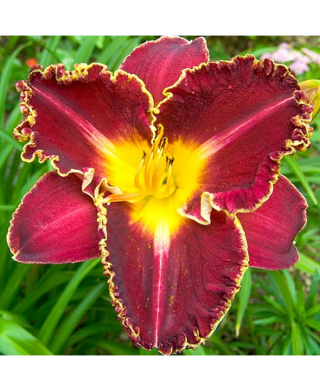 Лилейник Сторм оф зе Сенчури Лилейник Сторм оф зе Сенчури