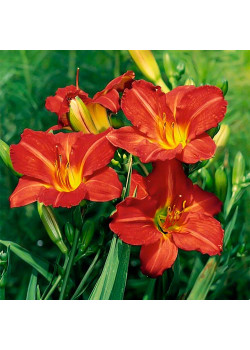 Лилейник Ред