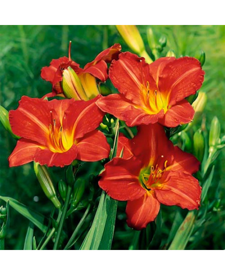 Лилейник Ред Лилейник Ред