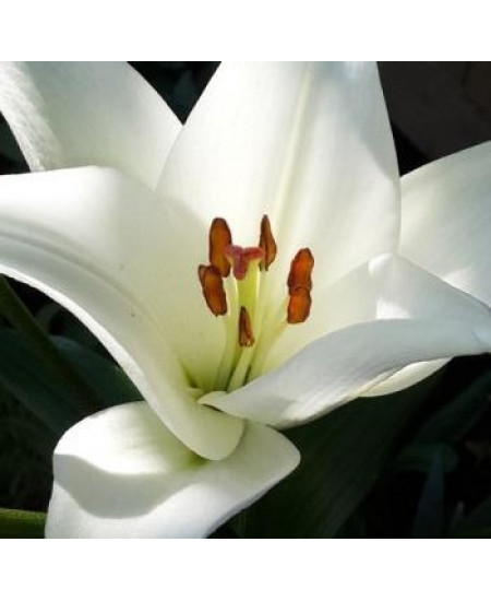 Лилия азиатская "Навона" (Navona) 3шт в упаковке (размер 12\14) Лилия азиатская "Навона" (Navona) 3шт в упаковке (размер 12\14)