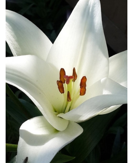 Лилия азиатская "Навона" (Navona) 3шт в упаковке (размер 12\14) Лилия азиатская "Навона" (Navona) 3шт в упаковке (размер 12\14)