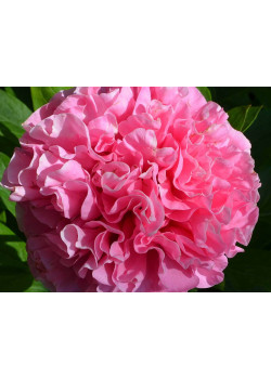 Пион Джокер