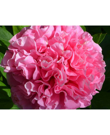 Пион Джокер Пион Джокер