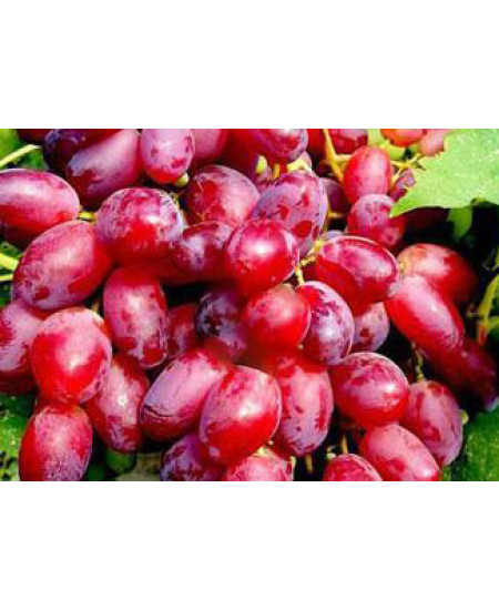 Виноград Ризамат Виноград Ризамат