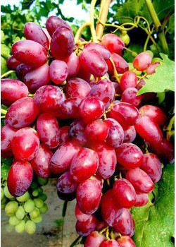 Виноград Ризамат