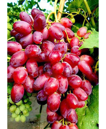 Виноград Ризамат Виноград Ризамат