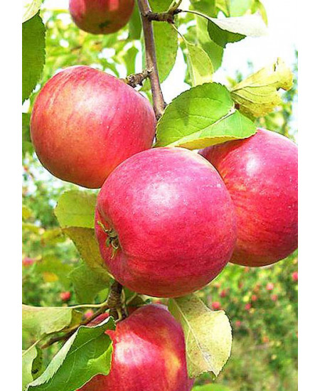 Яблоня Жигулевское Яблоня Жигулевское