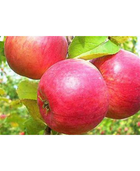 Яблоня Жигулевское Яблоня Жигулевское