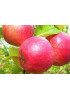 Яблоня Жигулевское Яблоня Жигулевское