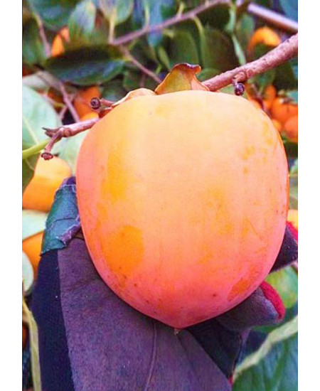 Хурма Хиакуме Хурма Хиакуме