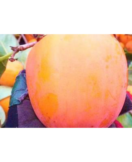 Хурма Хиакуме Хурма Хиакуме