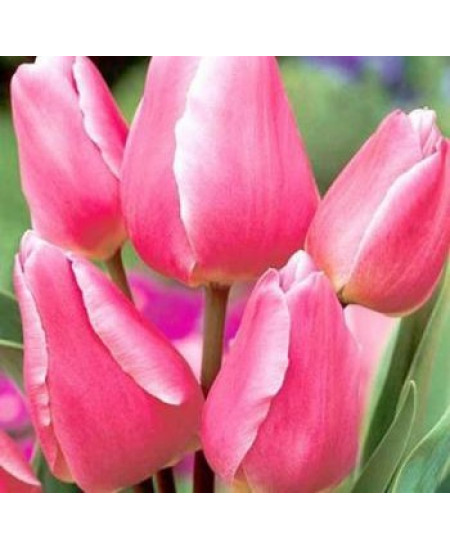 Тюльпан "Happy Family" 3шт в упаковке Тюльпан "Happy Family" 3шт в упаковке