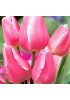 Тюльпан "Happy Family" 3шт в упаковке Тюльпан "Happy Family" 3шт в упаковке