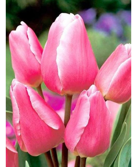 Тюльпан "Happy Family" 3шт в упаковке Тюльпан "Happy Family" 3шт в упаковке