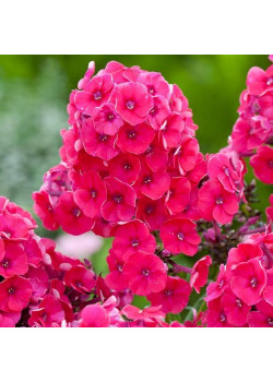 Флокс метельчатый Гренадин Дрим