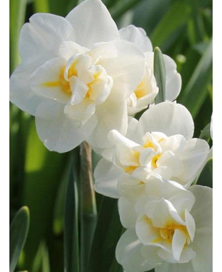 Нарцисс тацетный "Чирфулнесс" (Cheerfulness) 3шт в упаковке (размер 12/14) Нарцисс тацетный "Чирфулнесс" (Cheerfulness) 3шт в упаковке (размер 12/14)