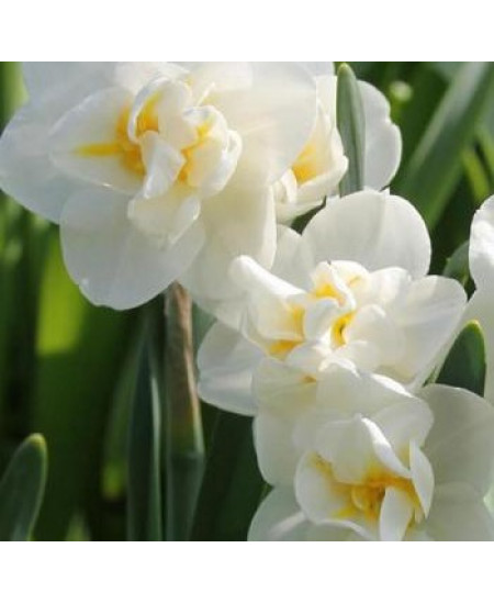 Нарцисс тацетный "Чирфулнесс" (Cheerfulness) 3шт в упаковке (размер 12/14) Нарцисс тацетный "Чирфулнесс" (Cheerfulness) 3шт в упаковке (размер 12/14)