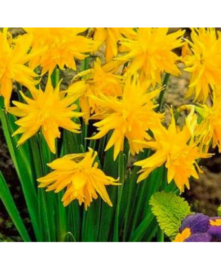 Нарцисс махровый "Рип Ван Винкль" (Rip van Winkle) 3шт в упаковке (размер 8\10) Нарцисс махровый "Рип Ван Винкль" (Rip van Winkle) 3шт в упаковке (размер 8\10)