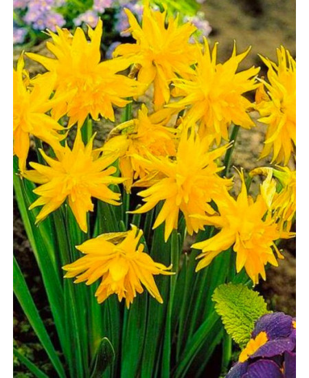 Нарцисс махровый "Рип Ван Винкль" (Rip van Winkle) 3шт в упаковке (размер 8\10) Нарцисс махровый "Рип Ван Винкль" (Rip van Winkle) 3шт в упаковке (размер 8\10)