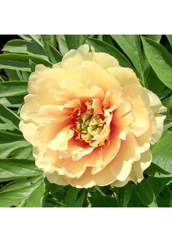 Пион (Ито-гибрид) Канари Бриллиантс