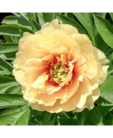 Пион (Ито-гибрид) Канари Бриллиантс Пион (Ито-гибрид) Канари Бриллиантс