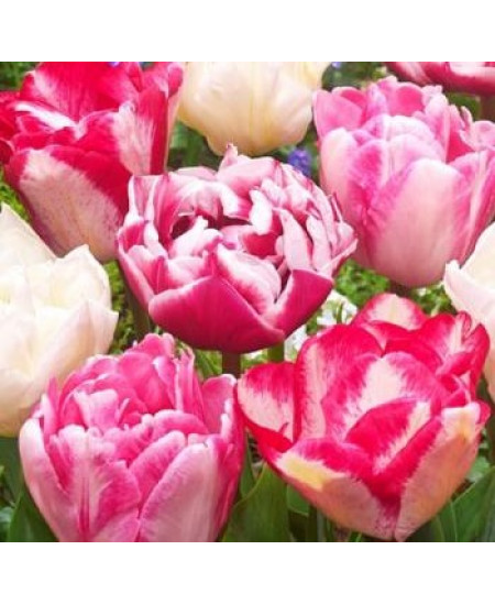 Тюльпан махровый ранний "Микс" (double mixture) 3шт в упаковке (размер 11\12) Тюльпан махровый ранний "Микс" (double mixture) 3шт в упаковке (размер 11\12)