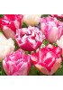 Тюльпан махровый ранний "Микс" (double mixture) 3шт в упаковке (размер 11\12) Тюльпан махровый ранний "Микс" (double mixture) 3шт в упаковке (размер 11\12)