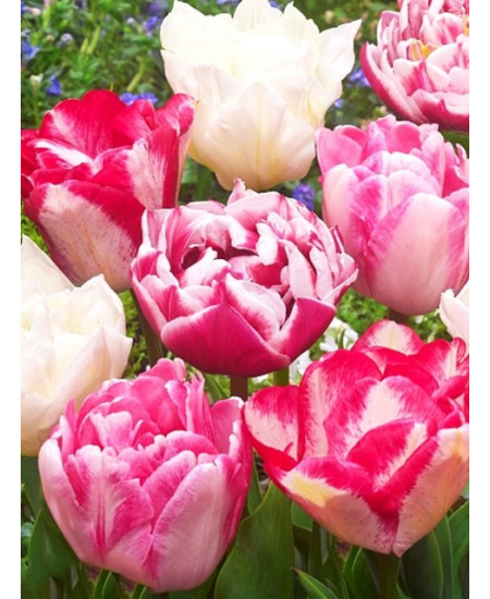 Тюльпан махровый ранний "Микс" (double mixture) 3шт в упаковке (размер 11\12) Тюльпан махровый ранний "Микс" (double mixture) 3шт в упаковке (размер 11\12)