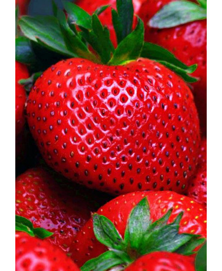 Клубника Гигант джорнея (Упаковка 5шт) Клубника Гигант джорнея (Упаковка 5шт)