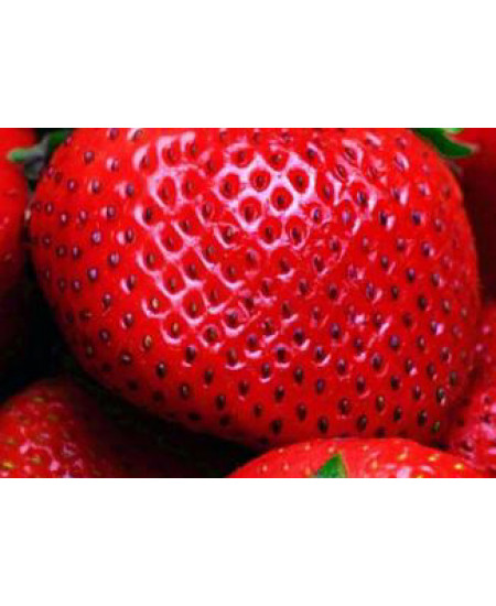 Клубника Гигант джорнея (Упаковка 5шт) Клубника Гигант джорнея (Упаковка 5шт)