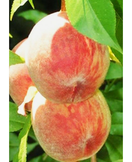 Персик Ирганайский поздний Персик Ирганайский поздний