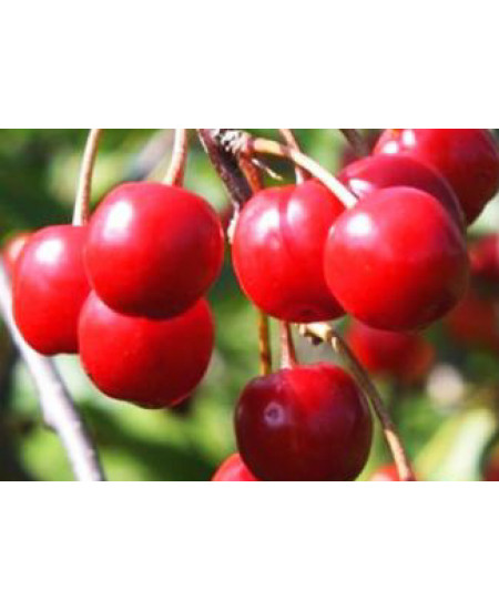 Вишня Романтика Вишня Романтика