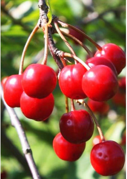 Вишня Романтика