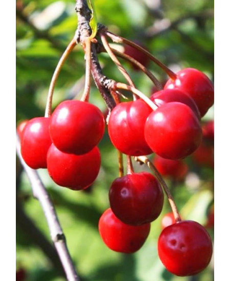 Вишня Романтика Вишня Романтика