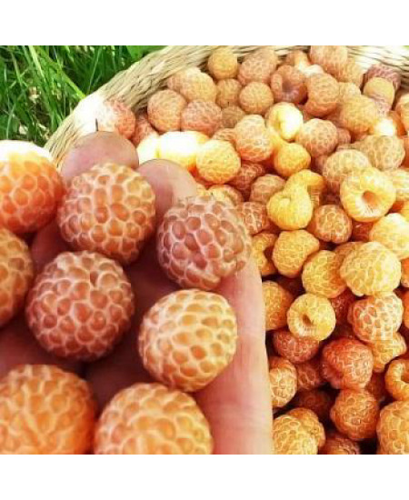 Малино ежевичный гибрид желтый "Кумберленд" (ремонтантный сорт, поздний срок созревания) Малино ежевичный гибрид желтый "Кумберленд" (ремонтантный сорт, поздний срок созревания)