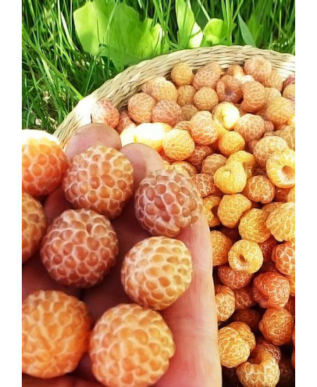 Малино ежевичный гибрид желтый "Кумберленд" (ремонтантный сорт, поздний срок созревания) Малино ежевичный гибрид желтый "Кумберленд" (ремонтантный сорт, поздний срок созревания)