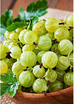 Крыжовник Малахит