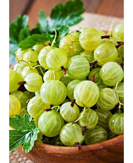 Крыжовник Малахит Крыжовник Малахит