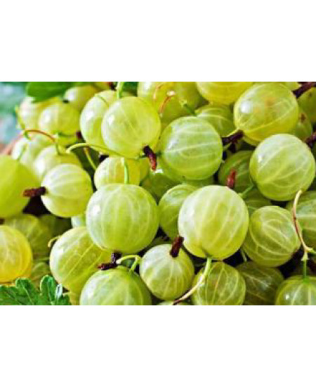 Крыжовник Малахит Крыжовник Малахит