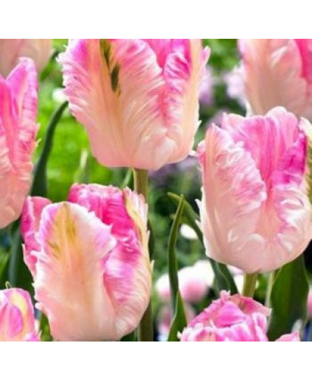 Тюльпан попугайный "Кабанна" (Cabanna) 3шт в упаковке (размер 12\+) Тюльпан попугайный "Кабанна" (Cabanna) 3шт в упаковке (размер 12\+)