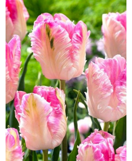 Тюльпан попугайный "Кабанна" (Cabanna) 3шт в упаковке (размер 12\+) Тюльпан попугайный "Кабанна" (Cabanna) 3шт в упаковке (размер 12\+)