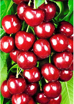 Черешня Итальянка