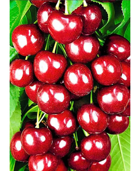Черешня Итальянка Черешня Итальянка
