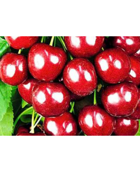 Черешня Итальянка Черешня Итальянка