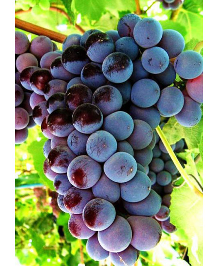 Виноград Кардинал Виноград Кардинал