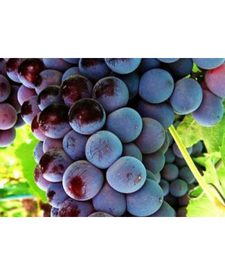 Виноград Кардинал Виноград Кардинал