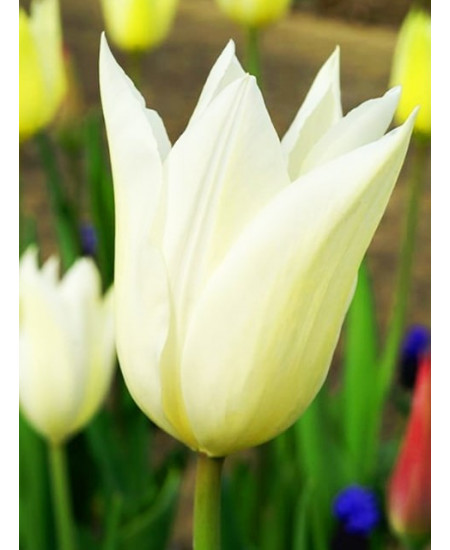 Тюльпан лилиецветный "Уайт Триумфатор" (White Triumphator) 3шт в упаковке (размер 10\11) Тюльпан лилиецветный "Уайт Триумфатор" (White Triumphator) 3шт в упаковке (размер 10\11)