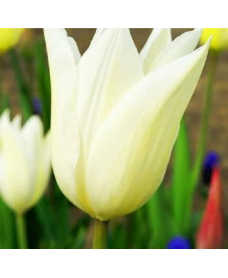 Тюльпан лилиецветный "Уайт Триумфатор" (White Triumphator) 3шт в упаковке (размер 10\11) Тюльпан лилиецветный "Уайт Триумфатор" (White Triumphator) 3шт в упаковке (размер 10\11)